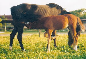 Deutsches Reitpony Pferd